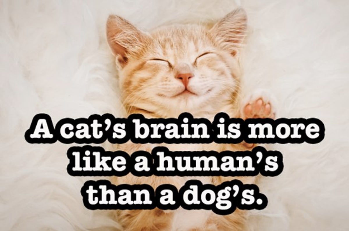 The Funniest Weirdest and Most Interesting Facts About Cats